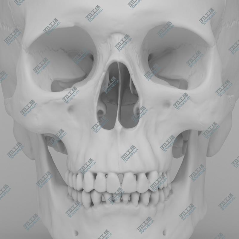 images/goods_img/202104094/Human Skull/2.jpg